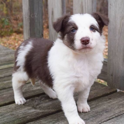 Prod�m roztomil� a zdrav� o�kovan� �t��ata border kolie