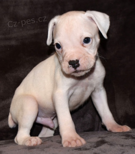 Prod�m �t��ata b�l�ho n�meck�ho boxera