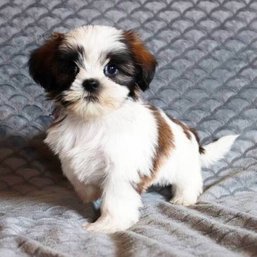 Prod�m o�kovan� �t��ata SHIH TZU