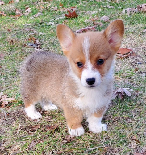 Prod�m mini �t��ata Welsh Corgi Pembroke.