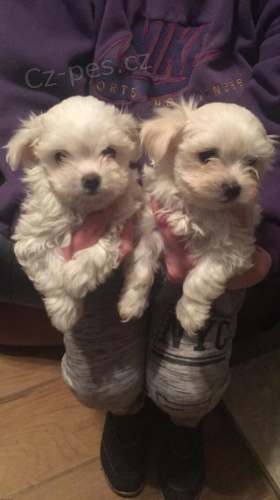 PROD�M O�KOVAN� mini �t���tka malt�z��k� a pejsk�.