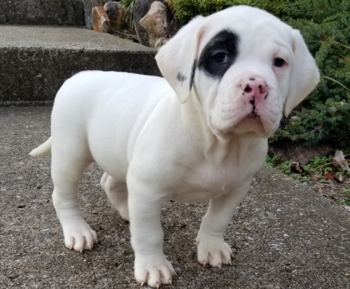 Prod�m �t��ata feny a psa americk�ho buldoka.