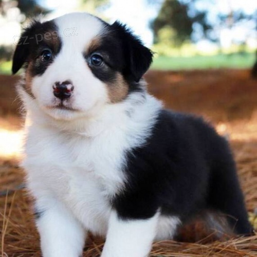 Prod�m roztomil� �t��ata australsk�ho ov��ka