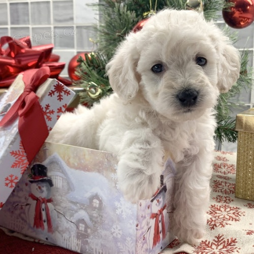 Prod�m kr�sn� a rozko�n� �t���tka Bichon Poo.