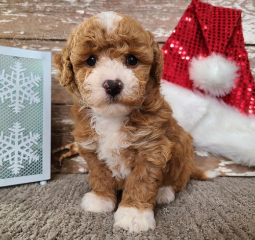 Prod�m �t��ata Mini Bichon Poo.