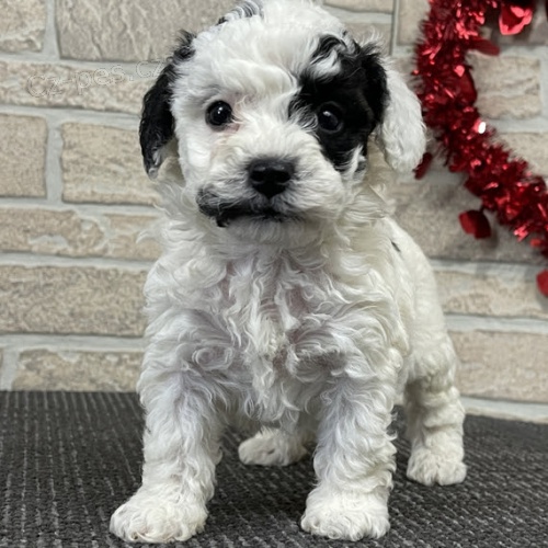 Prod�m v�no�n� a novoro�n� �t��ata Mini Bichon Poo.