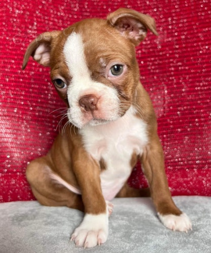 Prod�m hn�d� o�kovan� a zdrav� �t��ata bostonsk�ho teri�ra