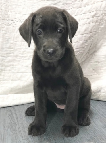 Prod�m zdrav� a o�kovan� �t��ata �ern�ho Labradora.