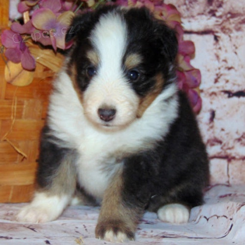 �t��ata �eltie a fena k adopci