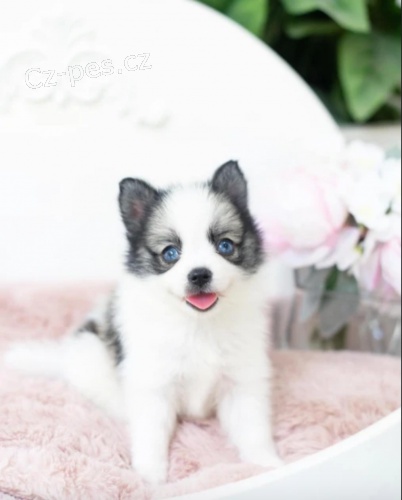 Prod�m �t��ata feny a samce Pomskies (k��enec sibi�sk� a pomeranian)