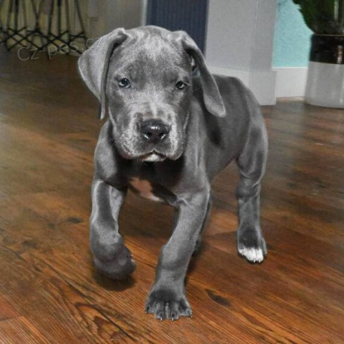 Prod�m �t��ata n�meck� dogy