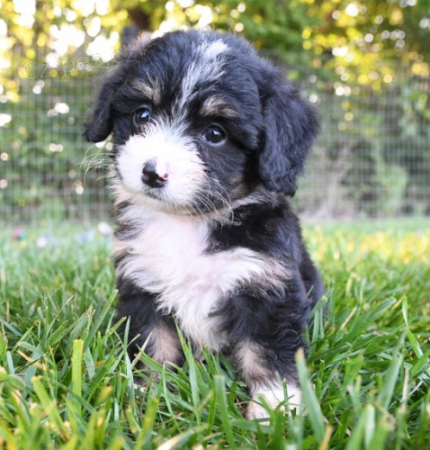 Zdrav� a hygienicky vy�kolen� �t��ata Bernedoodle na prodej.