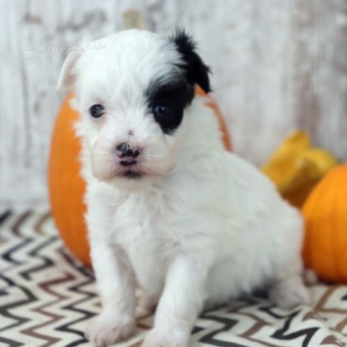 zdrav� a o�kovan� �t��ata Maltipoo k adopci.