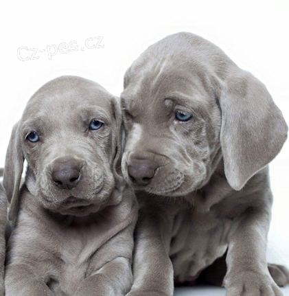 ''V�mar�t� oha�i �t��ata na prodej''