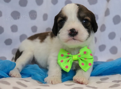 Prod�m �T��ATA CAVACHONA