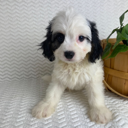 pes a fenka CAVACHON �T��ATA k adopci