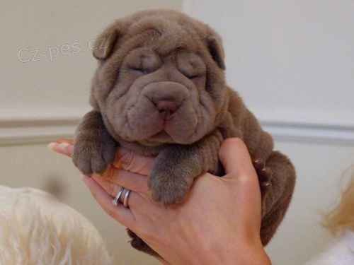 ��nsk� �t��ata shar-pei k adopci.