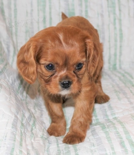 O�KOVAN� miniaturn� kaval�r King Charles �pan�l.