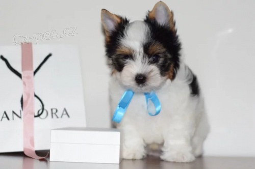 Kr�sn� Biewer pejsek a fenka k adopci.