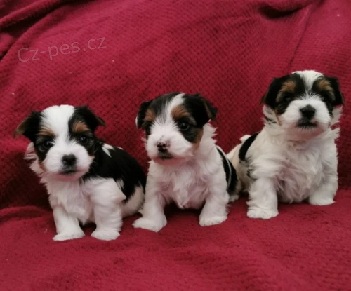 �t��ata Yorkieho biewera k adopci.