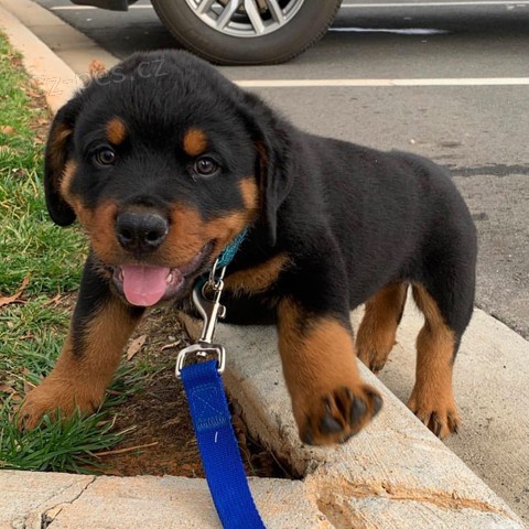 Rotvajler Vynikaj�c� 