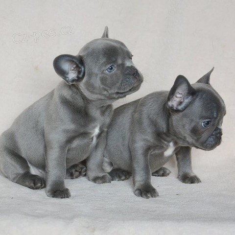 �t��ata francouzsk�ho buldo�ka