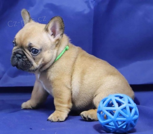 �t��ata francouzsk�ho buldo�ka