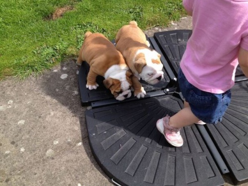 �t��ata anglick�ho buldoka