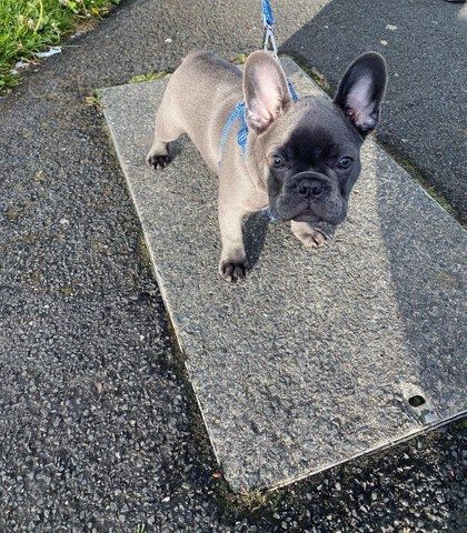 francouzsk�ho buldo�ka,