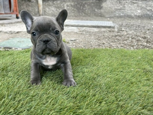 francouzsk� buldo�ek