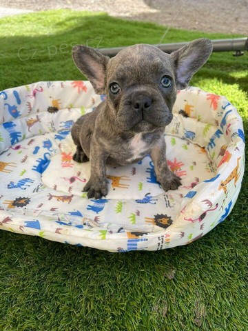 francouzsk� buldo�ek