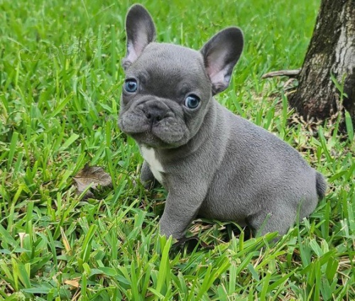 2 francouzsk� buldo�ek