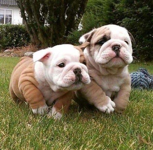 anglick�ho buldoka k 