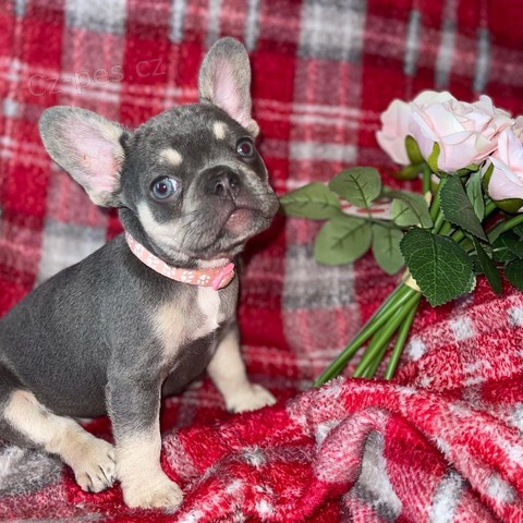 Francouzsk� buldo�ek 