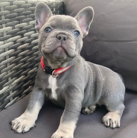 Francouz�tina je pro v�s k dispozici.