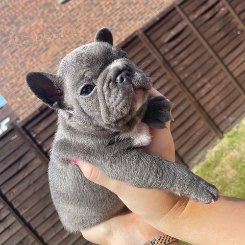 Francouzsk� buldo�ek k