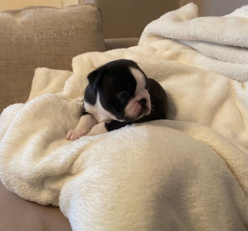 �t��ata bostonsk�ho teri�ra