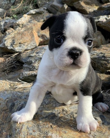 �t��ata Bostonsk�ho teri�ra