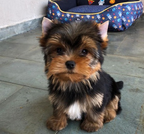 �t��ata Yorkshire k adopci