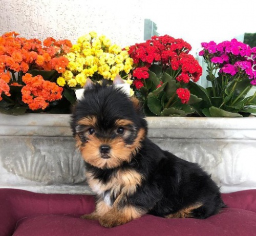 Yorkshire �t��ata