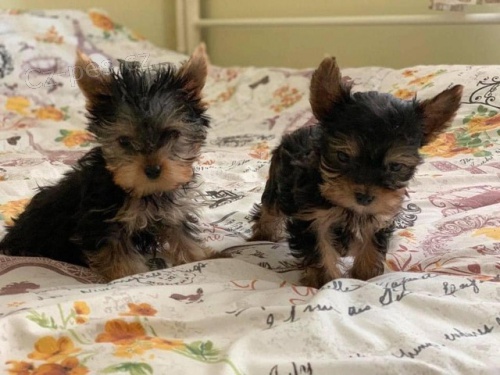 Rozko�n� Yorkshire