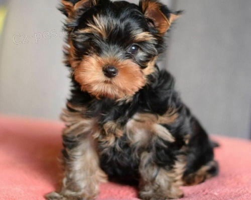 �t��ata Yorkshire k adopci