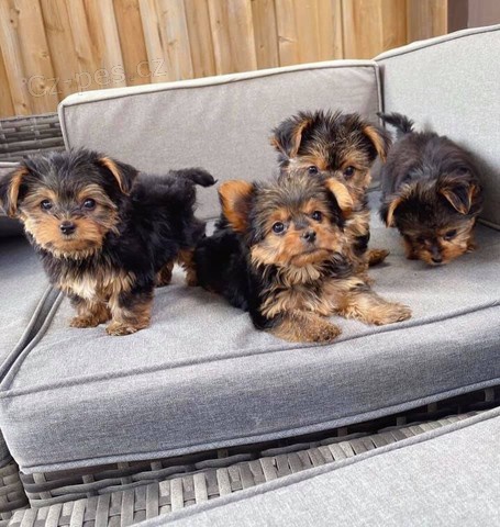 �t��ata jork��rsk�ho teri�ra