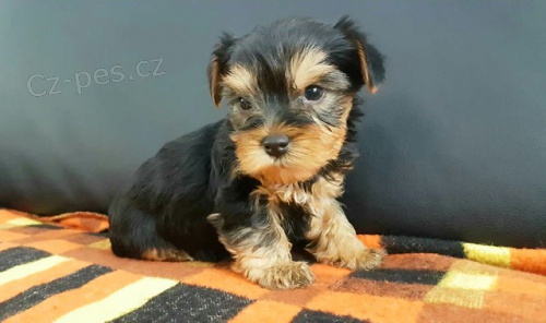 �t��ata jork��rsk�ho teri�ra 