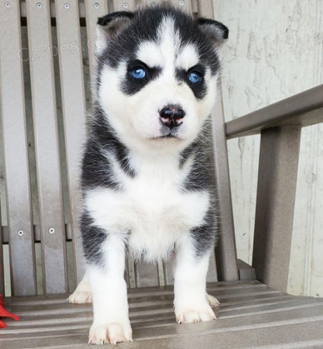 Prod�m sibi�sk� husky s kr�sn�ma modr�ma o�ima.