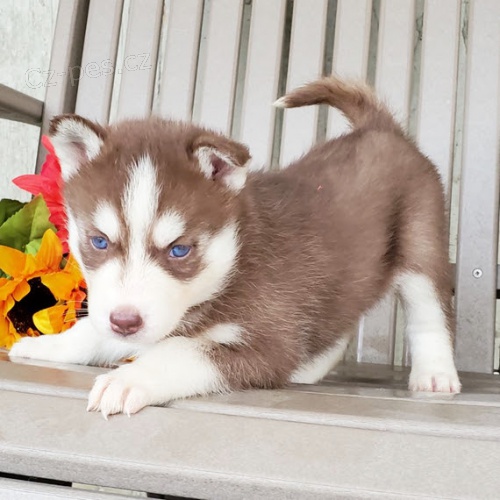 Prod�m zdrav�ho a o�kovan�ho hn�d�ho sibi�sk�ho huskyho s kr�sn�ma modr�ma o�ima.