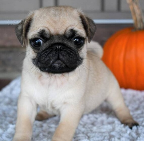 �t��ata Mopse.