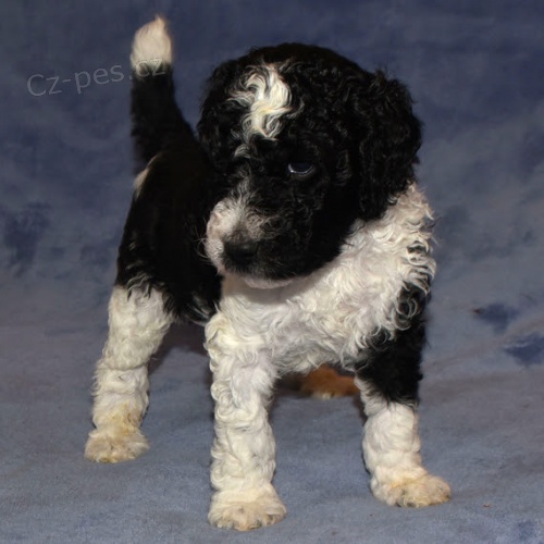 Prod�m zdrav� a kr�sn� �t��ata trpasli��ho pejska a feny pudla.