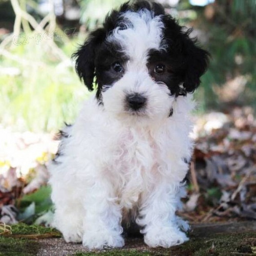 Prod�m �t��ata trpasli��ho Pudla.