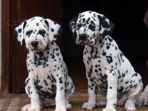 V�no�n� �t��ata dalmatin� k dispozici